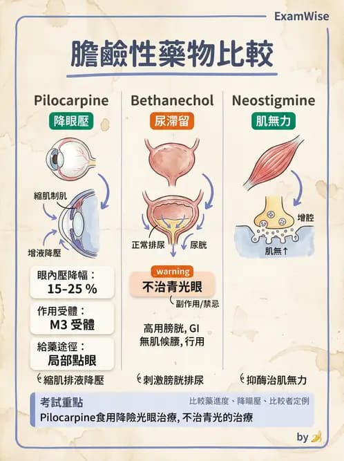 護理師 - 自主神經系統作用藥物 - AI 圖文解析預覽