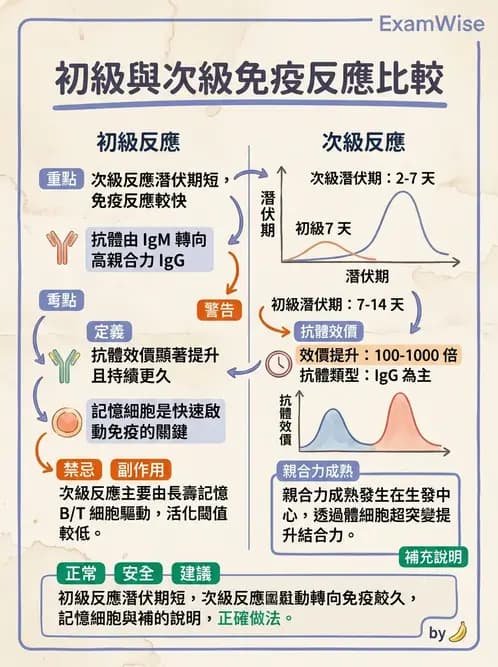 護理師 - 後天性免疫、免疫調節 - AI 圖文解析預覽