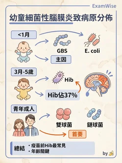 護理師 - 革蘭氏陰性細菌 - AI 圖文解析預覽