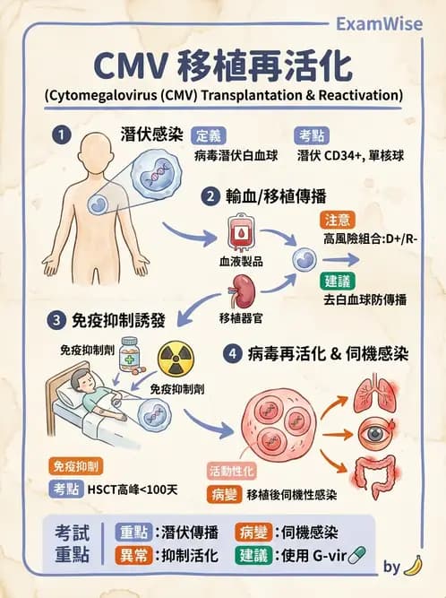 護理師 - DNA 病毒與肝炎病毒 - AI 圖文解析預覽