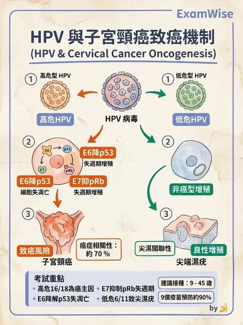 護理師 - DNA 病毒與肝炎病毒 - AI 圖文解析預覽