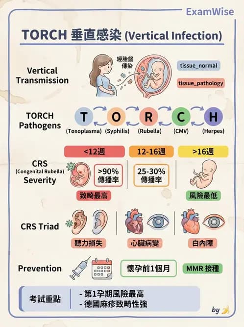 護理師 - RNA 病毒、新興病毒 - AI 圖文解析預覽