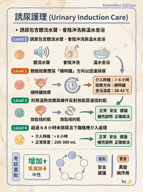護理師 - 泌尿排泄與導尿護理 - AI 圖文解析預覽
