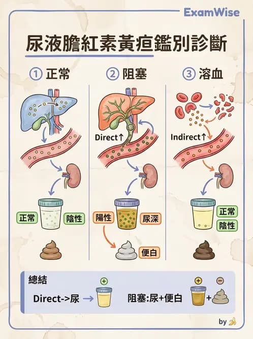 護理師 - 泌尿排泄與導尿護理 - AI 圖文解析預覽