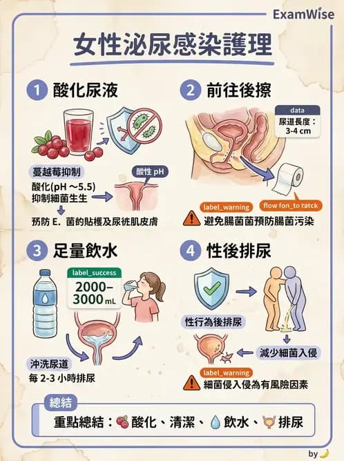 護理師 - 泌尿排泄與導尿護理 - AI 圖文解析預覽