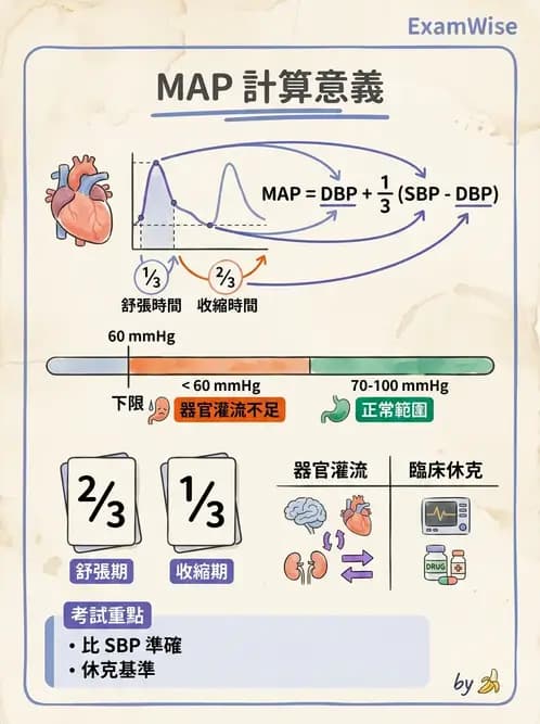 護理師 - 循環評估(脈搏與血壓) - AI 圖文解析預覽