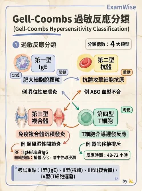 護理師 - 自體免疫疾病與過敏反應 - AI 圖文解析預覽