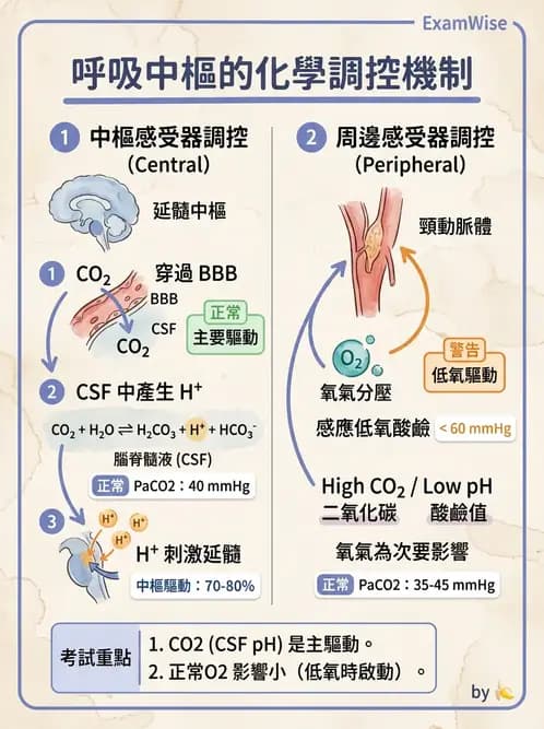 護理師 - COPD與氣喘 - AI 圖文解析預覽