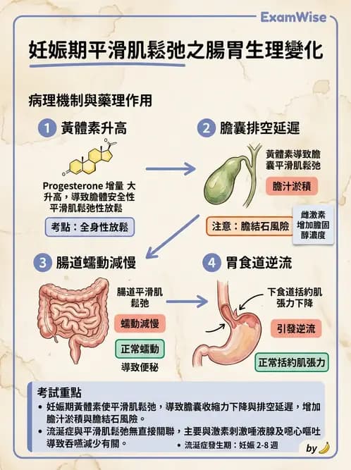 護理師 - 孕期生理變化與不適護理 - AI 圖文解析預覽
