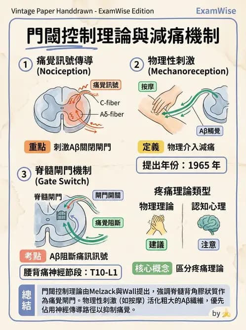 護理師 - 生產疼痛與麻醉技術 - AI 圖文解析預覽