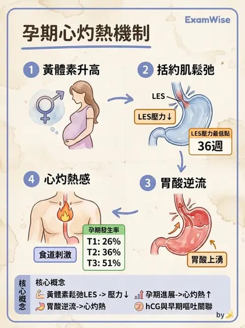 護理師 - 孕期生理變化與不適護理 - AI 圖文解析預覽