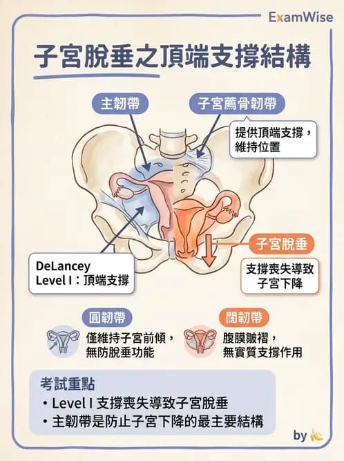 護理師 - 不孕症月經與更年期 - AI 圖文解析預覽