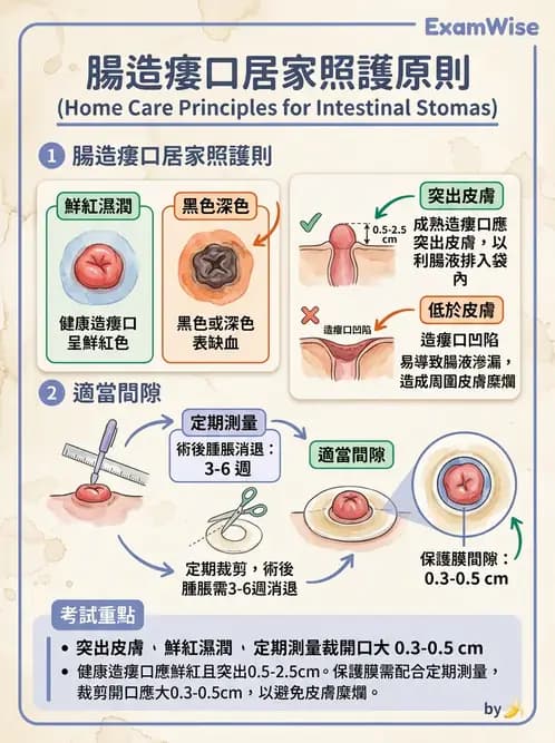 護理師 - 兒童消化系統疾病 - AI 圖文解析預覽