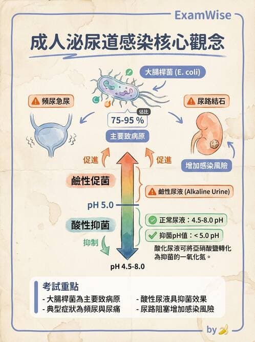 護理師 - 泌尿排泄與導尿護理 - AI 圖文解析預覽
