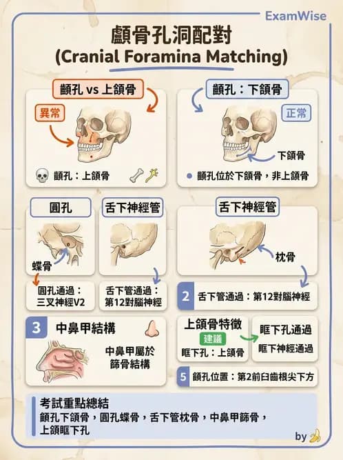 物治 - 骨骼與關節解剖 - AI 圖文解析預覽