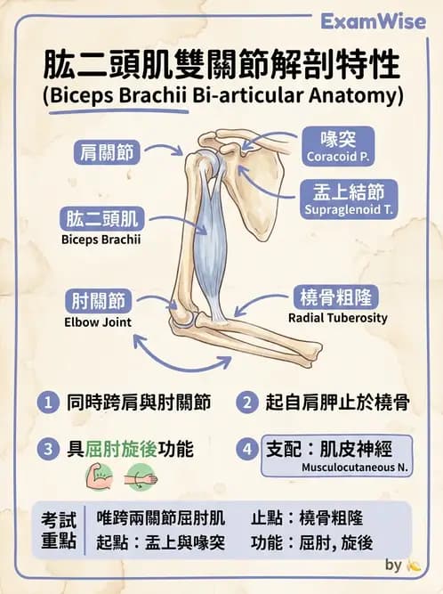 物治 - 上肢與頭頸肌肉解剖 - AI 圖文解析預覽