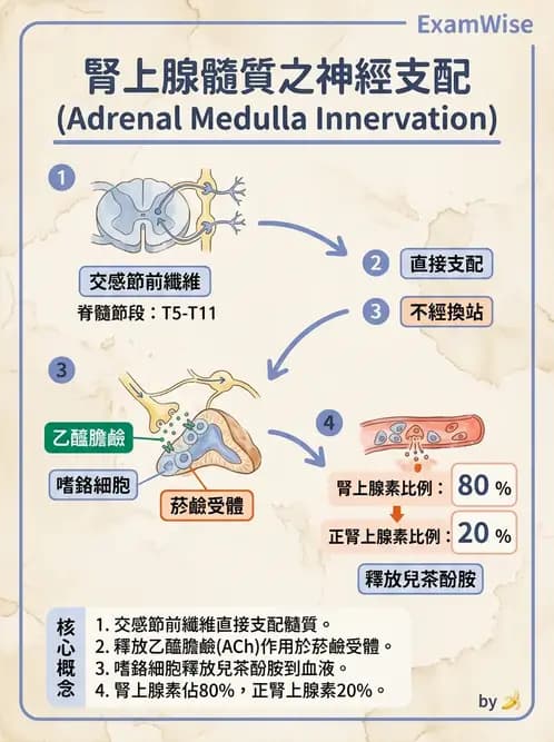 物治 - 周邊與自主神經解剖 - AI 圖文解析預覽