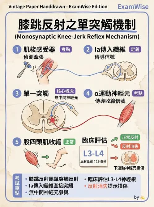 物治 - 神經系統生理 - AI 圖文解析預覽