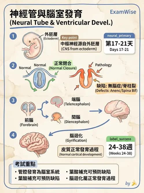 物治 - 中樞神經系統解剖 - AI 圖文解析預覽