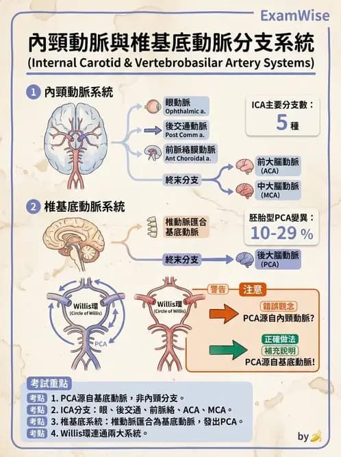 物治 - 心臟血管與血液解剖 - AI 圖文解析預覽