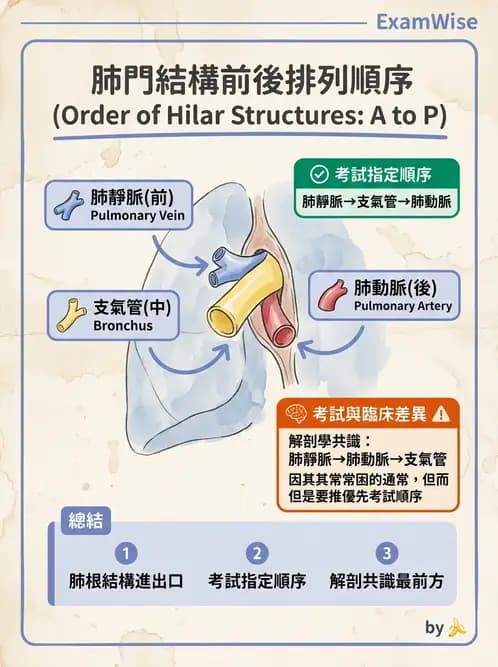 物治 - 呼吸系統解剖 - AI 圖文解析預覽