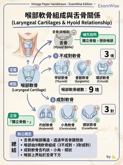 物治 - 呼吸系統解剖 - AI 圖文解析預覽