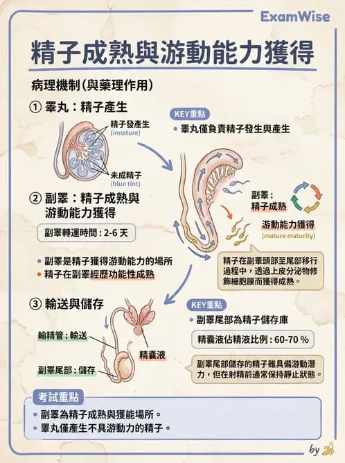 物治 - 消化泌尿生殖系統解剖 - AI 圖文解析預覽