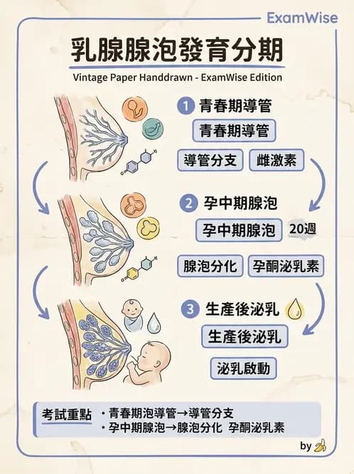 物治 - 免疫生殖與皮膚生理 - AI 圖文解析預覽
