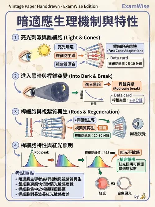 物治 - 神經系統生理 - AI 圖文解析預覽