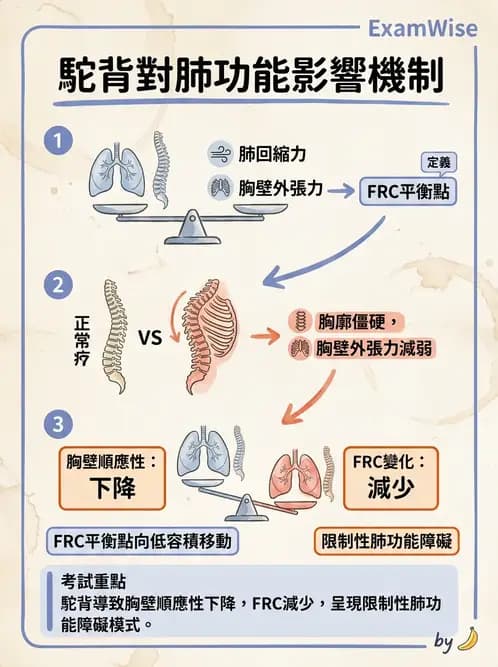 物治 - 呼吸生理 - AI 圖文解析預覽