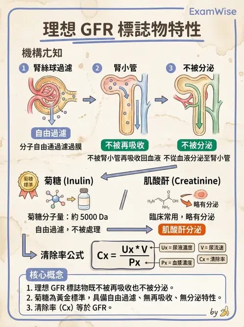 物治 - 消化泌尿系統生理 - AI 圖文解析預覽