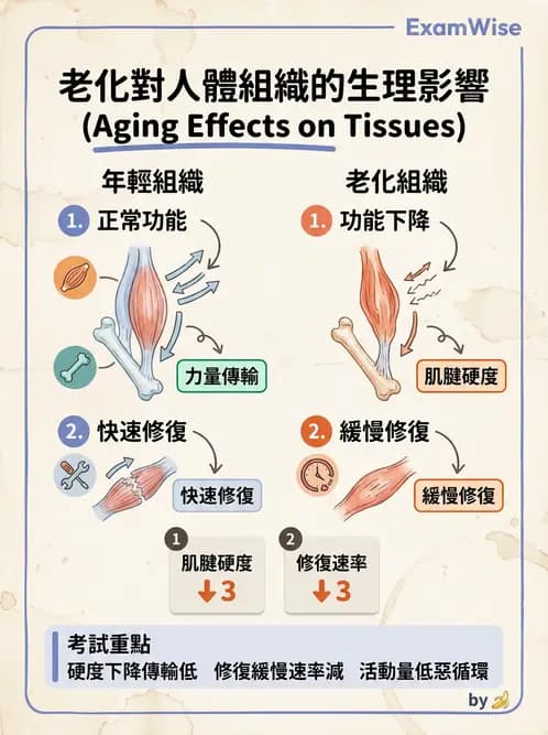 物治 - 組織生物力學 - AI 圖文解析預覽