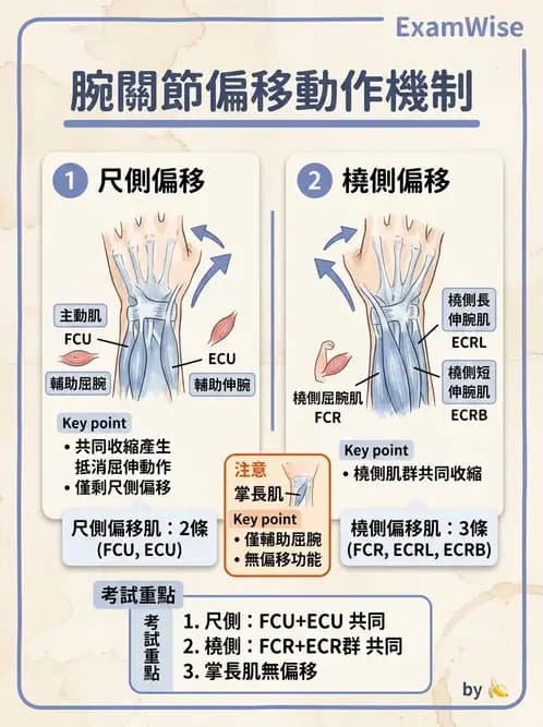 物治 - 腕關節生物力學 - AI 圖文解析預覽