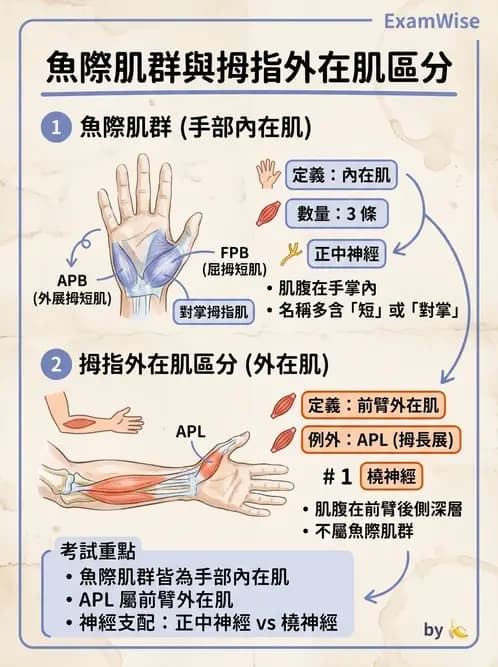 物治 - 手部生物力學 - AI 圖文解析預覽