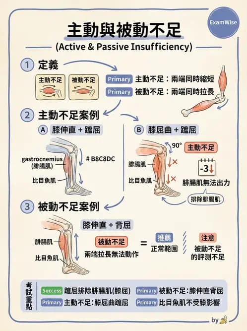 物治 - 踝與足部肌動學與生物力學 - AI 圖文解析預覽