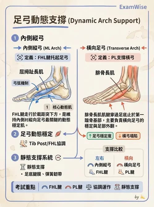 物治 - 踝與足部肌動學與生物力學 - AI 圖文解析預覽