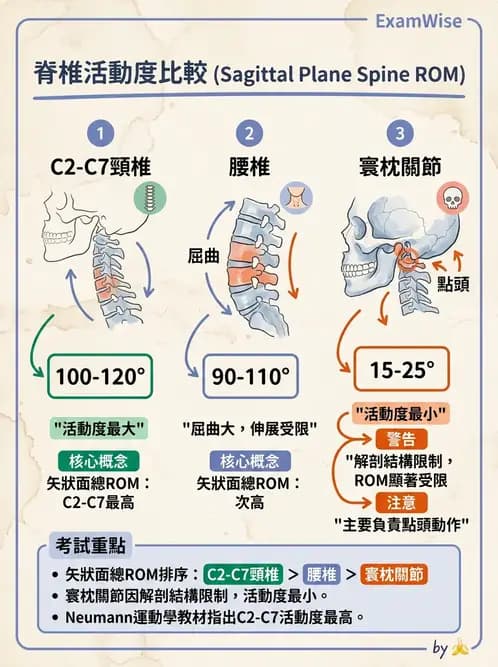物治 - 頸椎肌動學與生物力學 - AI 圖文解析預覽