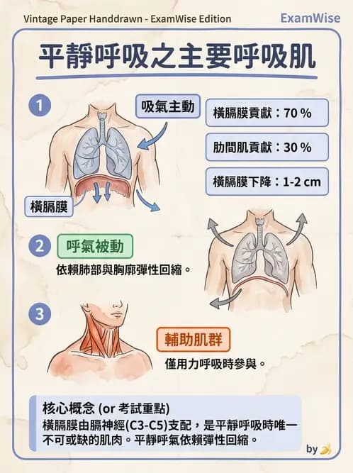 物治 - 心肺系統疾病 - AI 圖文解析預覽