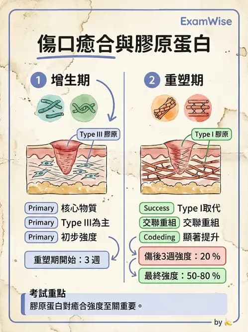物治 - 骨科與外科疾病 - AI 圖文解析預覽