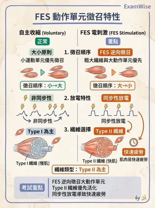 物治 - 功能性電刺激 - AI 圖文解析預覽