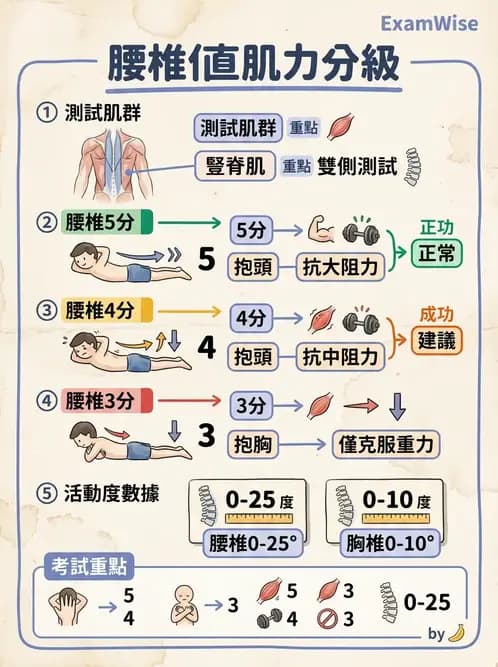 物治 - MMT通則、頭頸與軀幹 - AI 圖文解析預覽