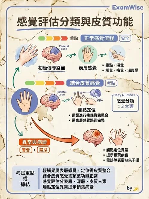 物治 - 神經物理治療評估工具 - AI 圖文解析預覽