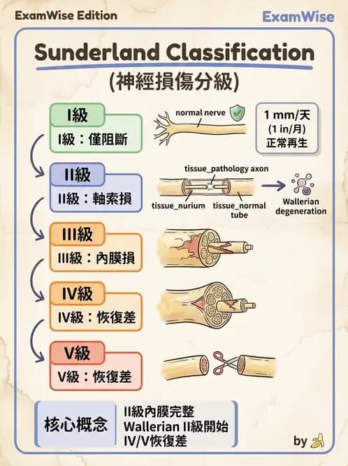 物治 - 周邊神經損傷與復健 - AI 圖文解析預覽