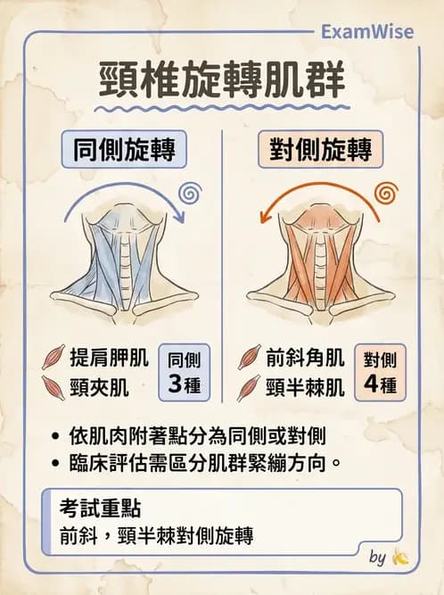 物治 - 頸椎評估與病理 - AI 圖文解析預覽