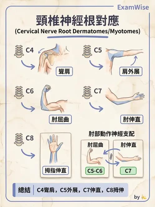 物治 - 頸椎評估與病理 - AI 圖文解析預覽