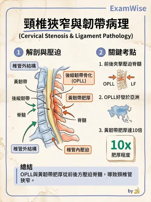 物治 - 頸椎評估與病理 - AI 圖文解析預覽