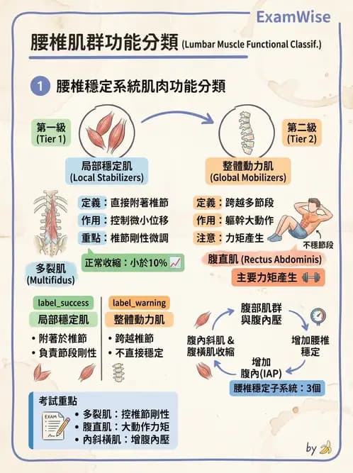 物治 - 腰椎穩定訓練與治療原則 - AI 圖文解析預覽