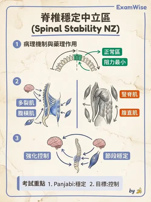 物治 - 腰椎穩定訓練與治療原則 - AI 圖文解析預覽
