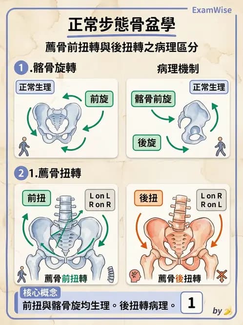 物治 - 薦髂關節評估與治療 - AI 圖文解析預覽