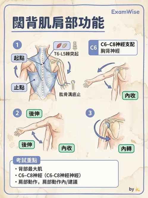 物治 - 肩胛生物力學與神經損傷 - AI 圖文解析預覽